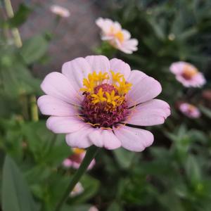 欧美一区二区A片
